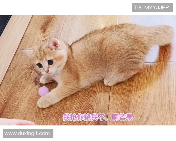 足球明星的猫也能展现球技与灵动魅力的精彩瞬间